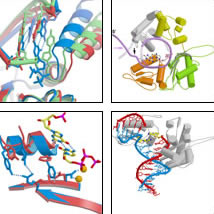 Enzymology & Structure of DNA Polymerase Beta