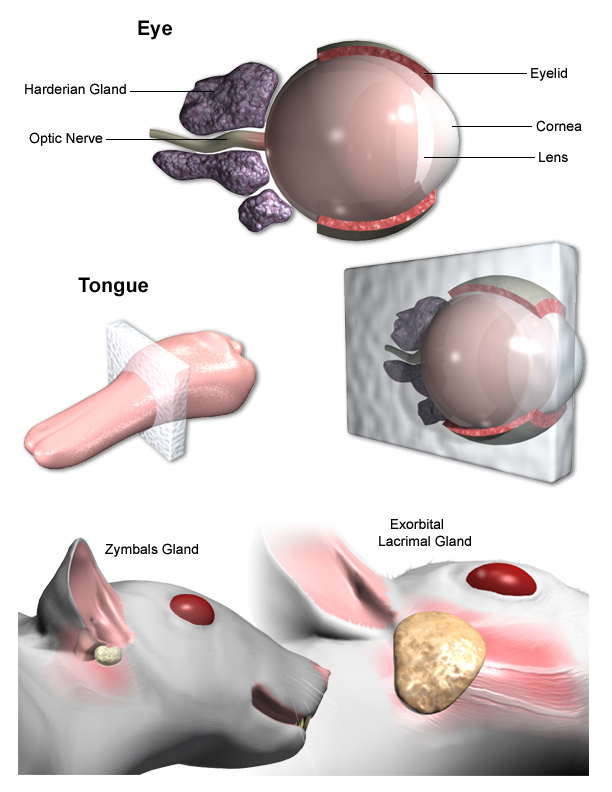 Zymbal's and Eye Trimming Examples