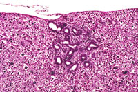 AL-TAg Mouse Liver
