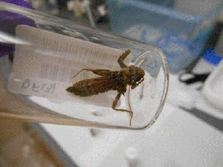 A dragonfly inside a glass tube