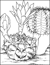 Cactus
