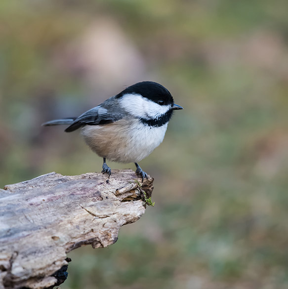 Chickadee