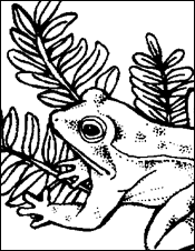 Frogs in the News