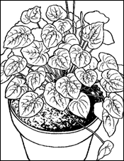 a houseplant