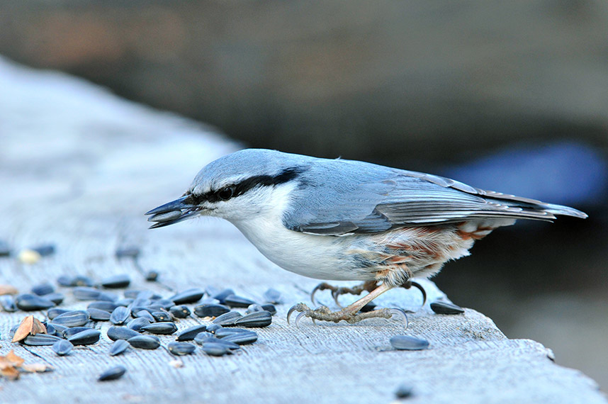 Nuthatch