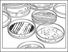 Scientists study germs and molds using petri dishes to grow them