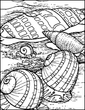 coloring picture of seashells