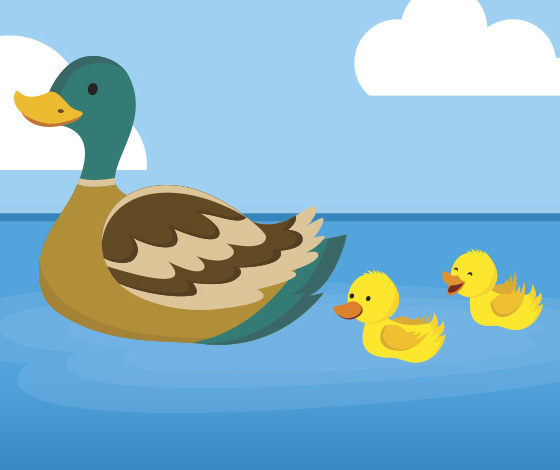 Ducks swimming in water with their mom