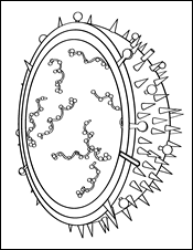 What a Flu Virus (H1N1) Looks Like Close Up