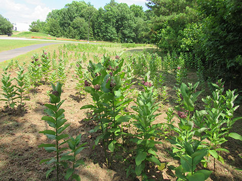 Common milkweed leaves