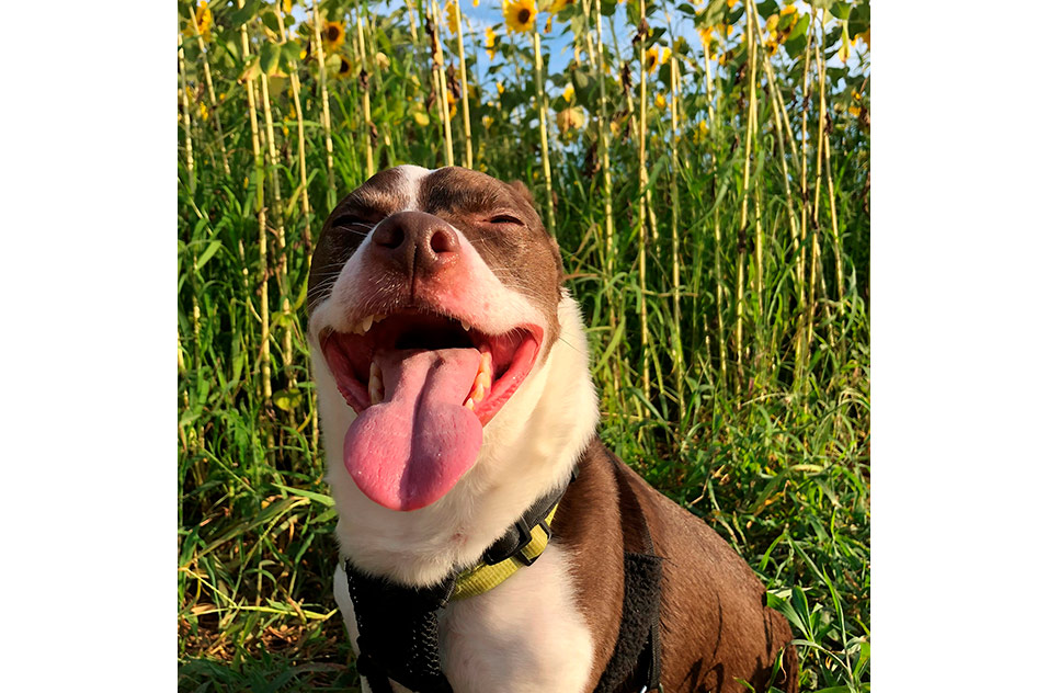 Maki Nani, Best Dog Mug Shot award