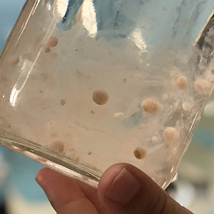 close up of salps, tiny organisms, shown in a glass beaker
