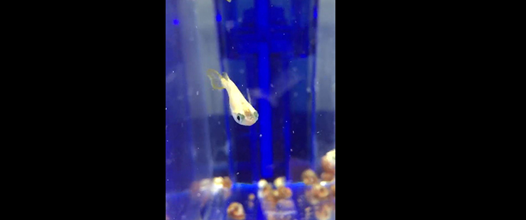 medaka fish swimming