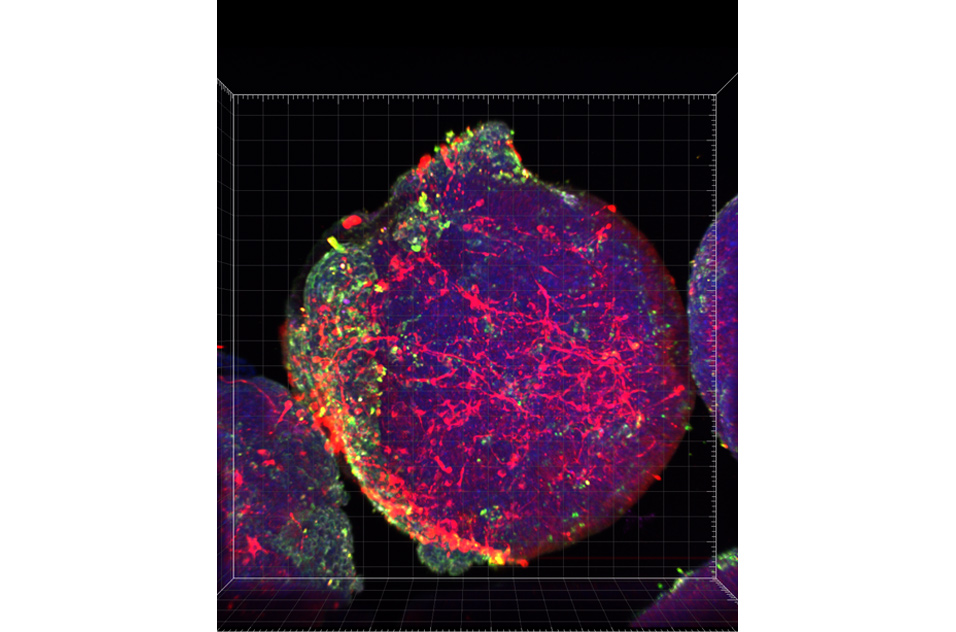 10-day-old embryonic organoid