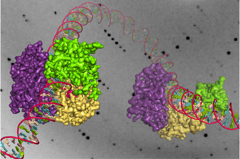DNA strand breaks
