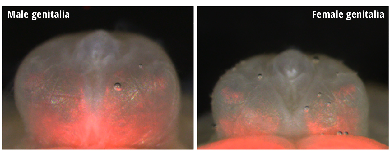 male and female genitalia from mouse embryos