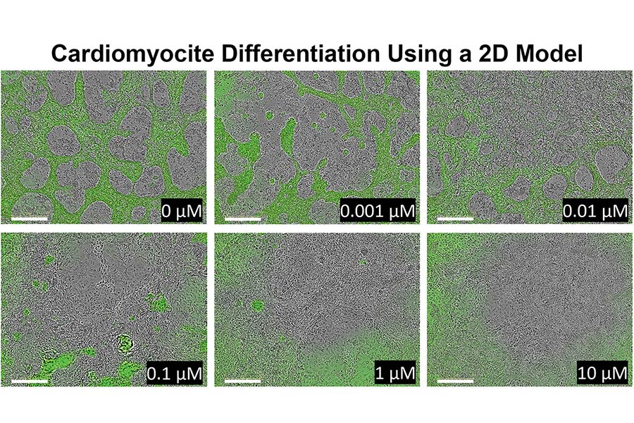 This 2D model shows how the pluripotent stem cells react to human relevant doses of cadmium over eight days