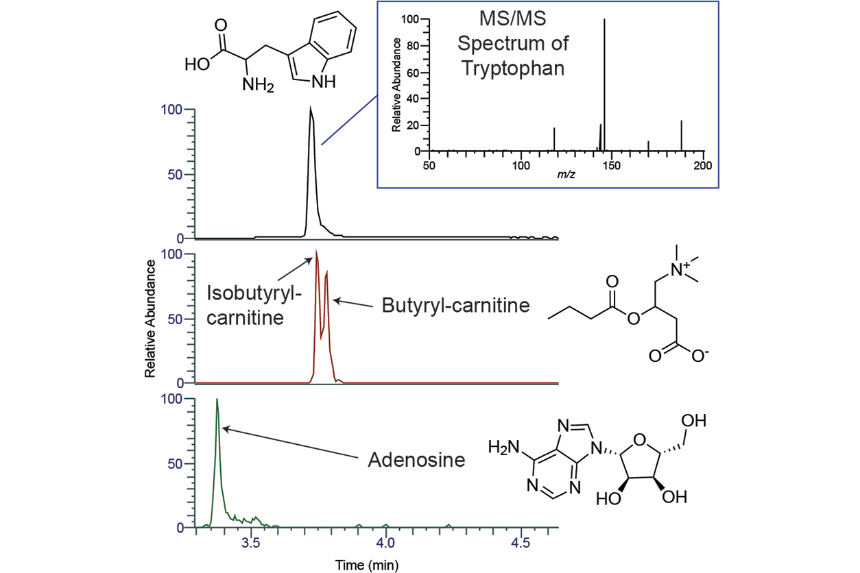 Four metabolites in the blood — tryptophan, isobutyryl-carnitine, butyryl-carnitine, and adenosine — displayed as peaks following liquid chromatography. Graphic showing how mass spectrometry exhibits tryptophan