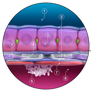 Emulate Liver-Chip