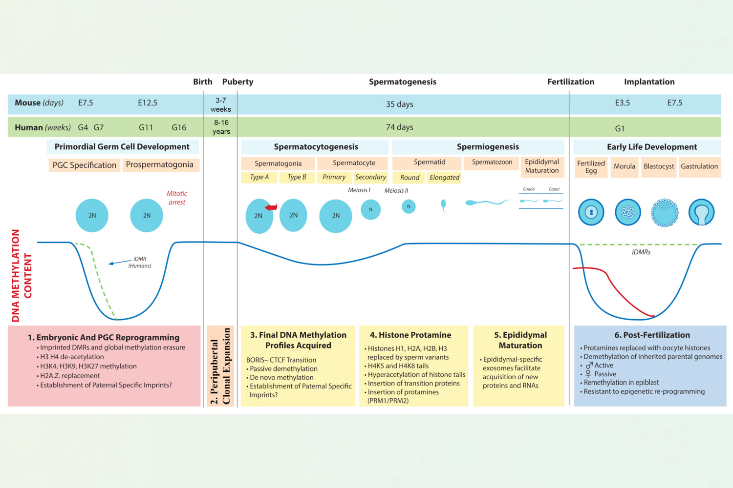 This graphic demonstrates research conducted in Pilsner’s lab. In particular, Pilsner researches the effects of environmental exposures on the preconception window (steps 3-5 in yellow) of spermatogenesis, which takes 74 days in human males.