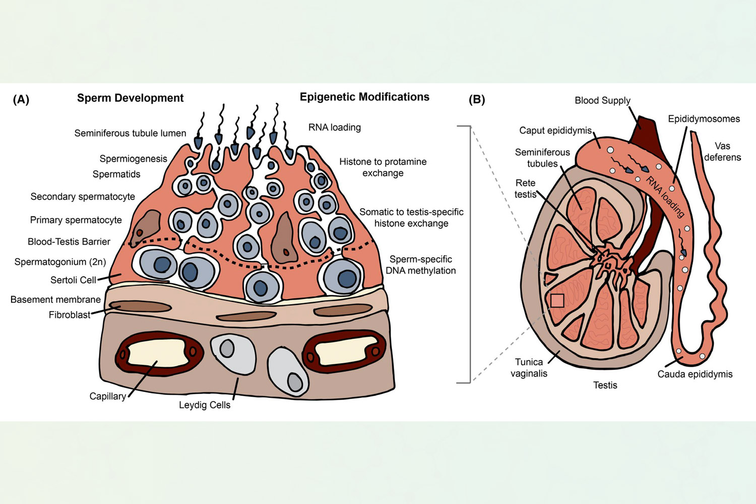 This figure shows sperm epigenetic programming during the preconception period. Read more about this process here