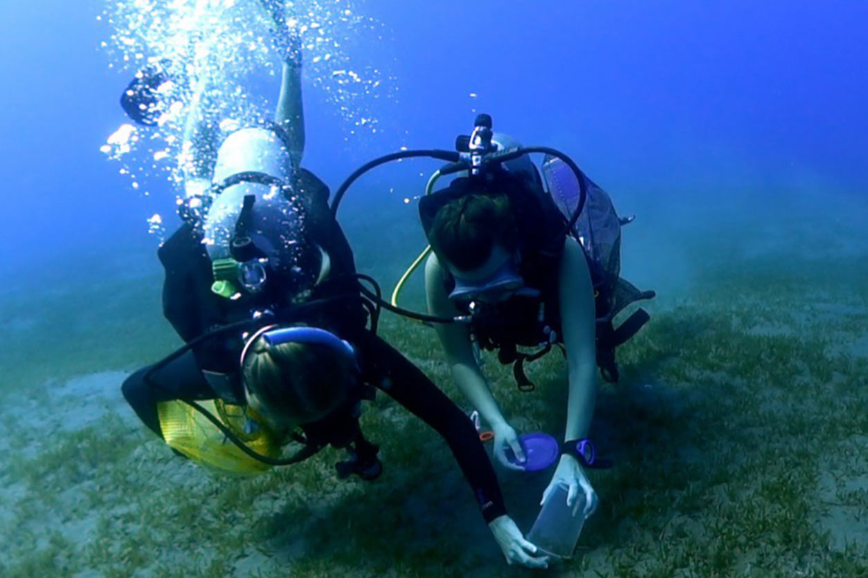 Alison Robertson's team had to scuba dive to collect samples of Gambierdiscus, which live on the sea floor and are more difficult to monitor than algae blooming near the surface.