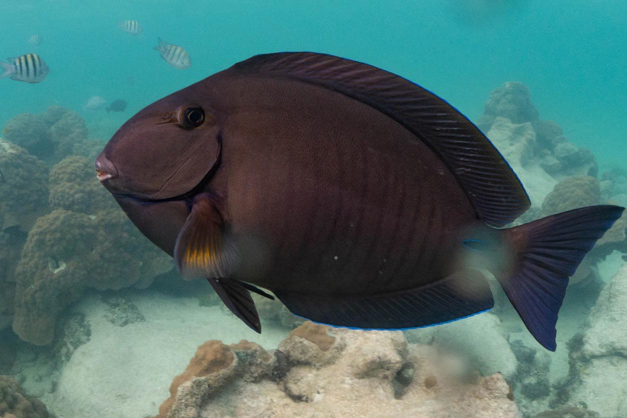 Fish feeding in an area that contains toxic algae.