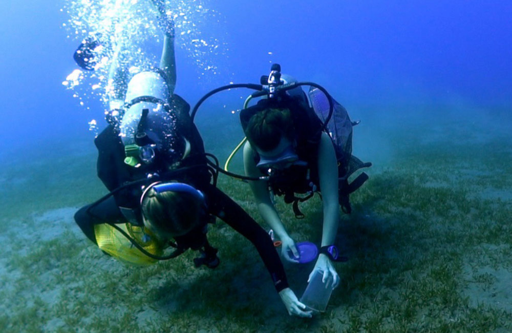 Alison Robertson's team had to scuba dive to collect samples of Gambierdiscus, which live on the sea floor and are more difficult to monitor than algae blooming near the surface. 