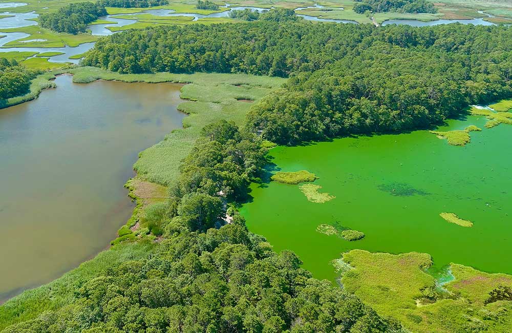 Aerial photo of a cyanobacteria bloom in West Reservoir, right, in Harwich, Massachusetts, compared to an adjacent water body with no bloom.