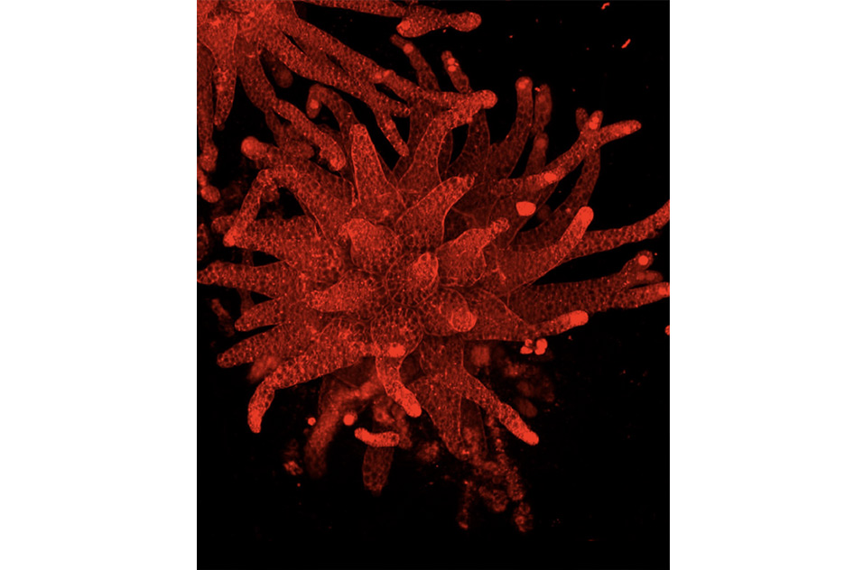 3D reconstruction of sea squirt eggs stained with MitoTracker dye (red)