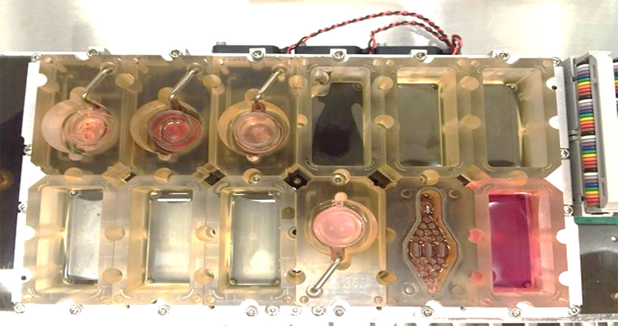 The wells are connected by tiny channels to simulate how the organs communicate with each other in the body.