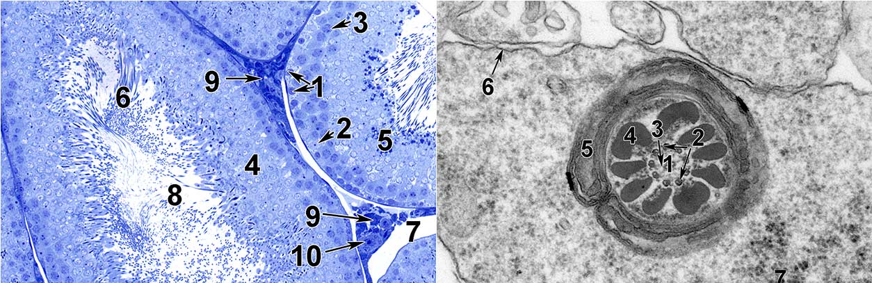 The Atlas includes both stained semi-thin tissue sections, left, used to target areas for electron microscopy, and electron microscopy images, right, that magnify these regions more than 1,000 times to reveal intricate details.