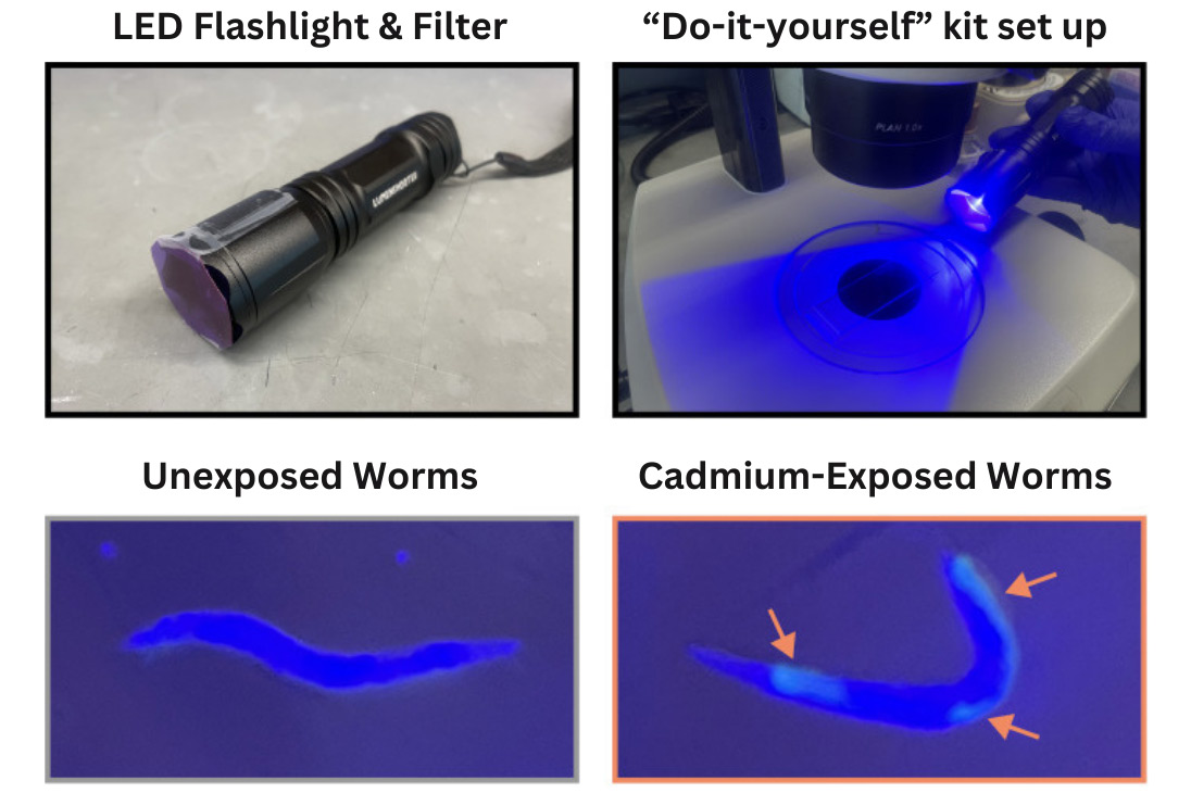 images show the experiment setup and images of glowing worms. Orange arrows in the bottom right box point to fluorescence from tagged mtl-2 genes