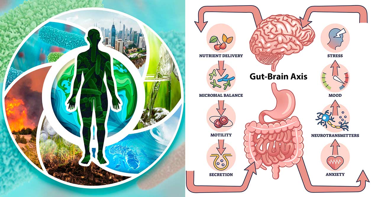 NIEHS seeks to support research that uncovers how environmental exposures together affect the gut microbiome-brain axis and potentially drive neurological conditions. (Images courtesy of NIEHS)