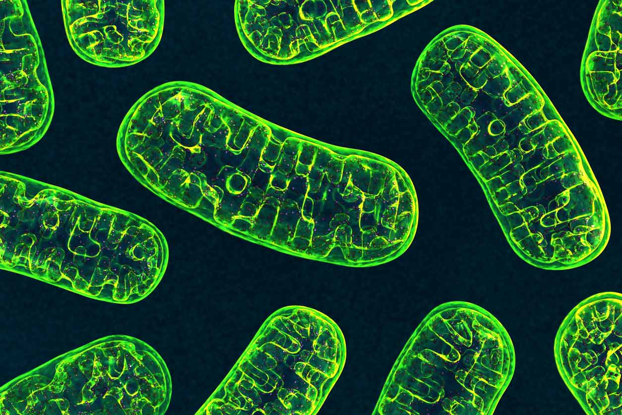 Mitochondria