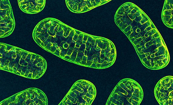 Mitochondria