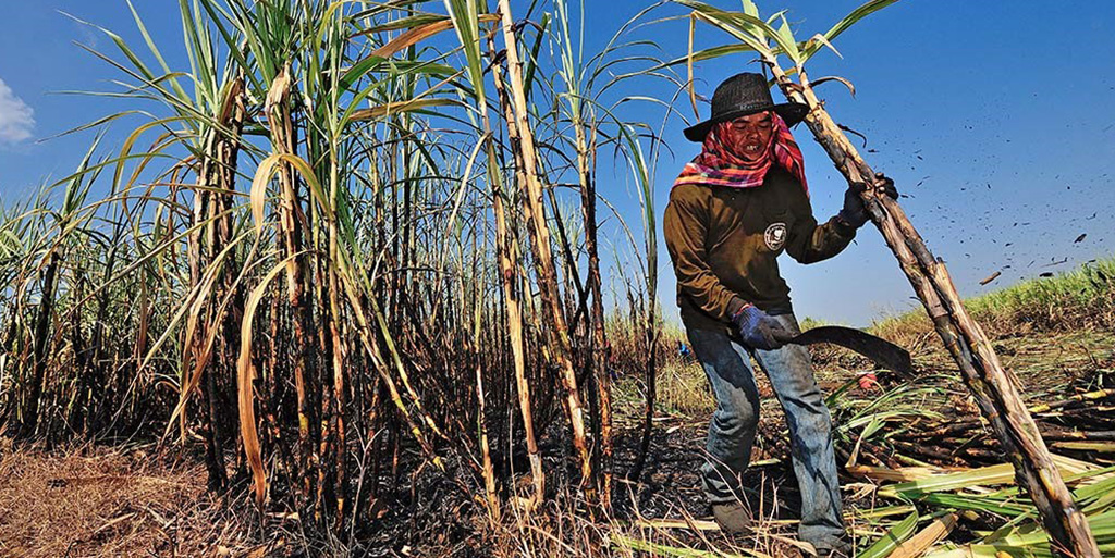 a worker in sugarcane field