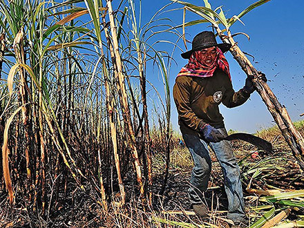 a worker in sugercane field