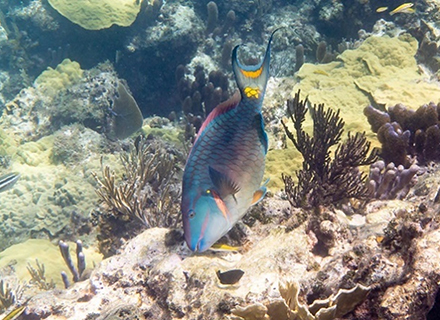 tropical fish underwater