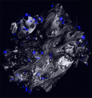 Close up image of a grey biochar particle with attached bacteria highlighted blue