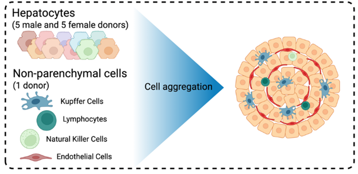 The 3D human liver spheroids are developed using hepatocytes, liver cells that perform a variety or critical functions, and non-parenchymal cells, which interact with hepatocytes to keep the liver working smoothly