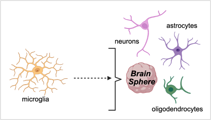 The Duke team incorporated cells that regulate brain development and maintain neural networks, called microglia, into their brain spheres