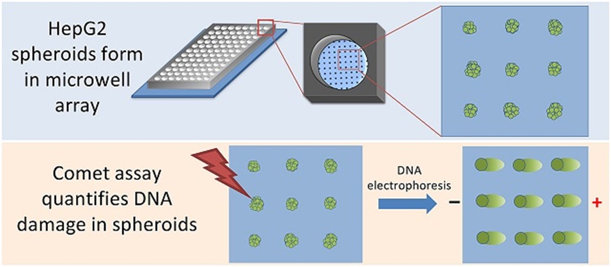 HepG2 spheroids form in microwells and are immobilized on the chip. Researchers then use the Comet assay to quantify DNA damage. 