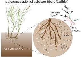Bioremediation of Asbestos