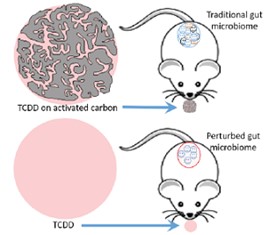 TCDD on activated carbon versus TCDD alone