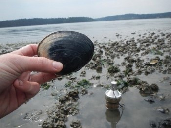 Butter clam and porewater passive sampling device