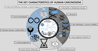 key characteristics of human carcinogens