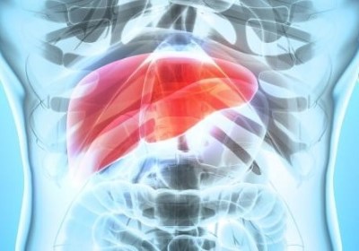 The liver in a human body