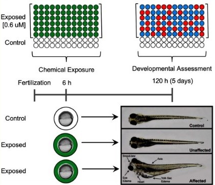 Control zebrafish, exposed and unaffected zebrafish, exposed and affected zebrafish