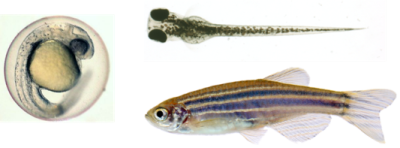 Embryonic, larval, and adult zebrafish